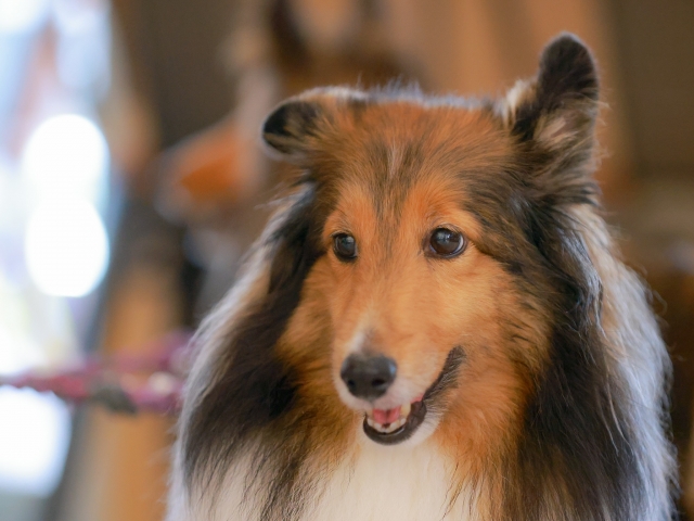 安心犬活とこのこのごはん