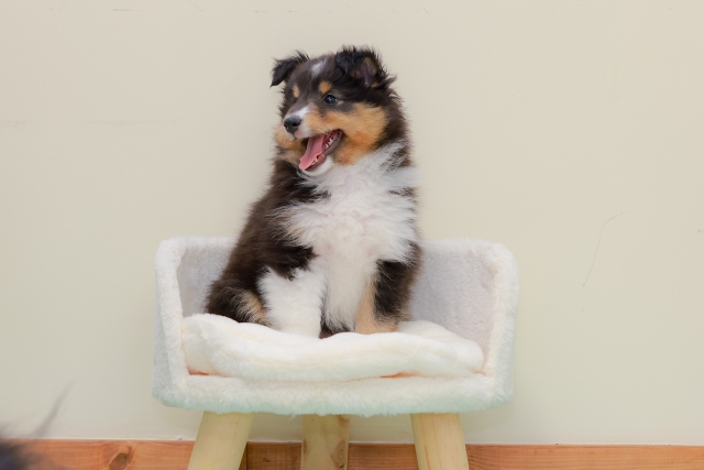 ウブドの森と愛犬お宿のアメニティ比較