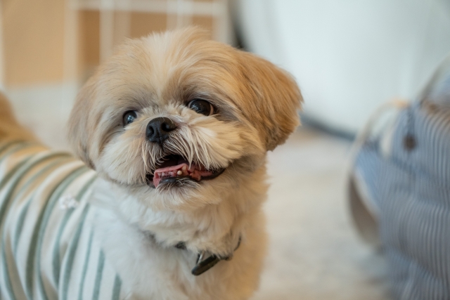 【徹底比較】ニュートロとロイヤルカナンどっちがいい？愛犬のための賢い選択