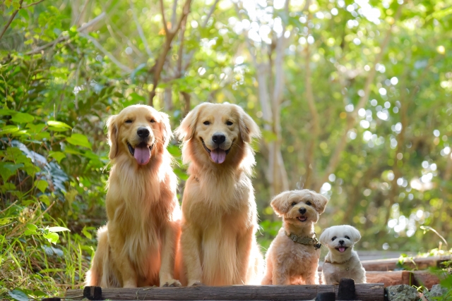 ウブドの森と愛犬お宿の比較まとめ