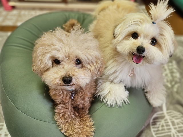 安心犬活とこのこのごはん