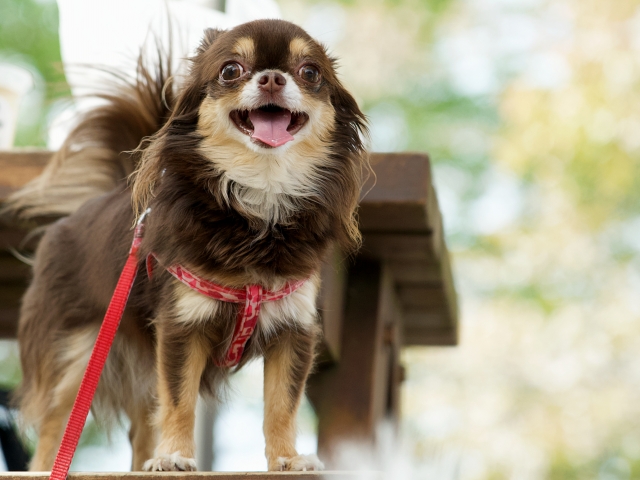 【徹底比較】ニュートロとロイヤルカナンどっちがいい？愛犬のための賢い選択