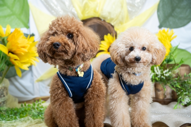 【徹底比較】ニュートロとロイヤルカナンどっちがいい？愛犬のための賢い選択