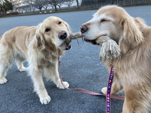 愛犬の歯石がポロッと取れるアヒルでお口ケア！口コミで知る驚きのメリット