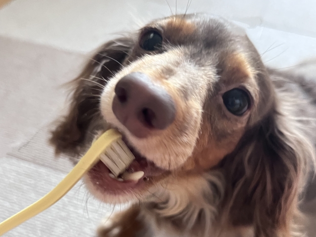 愛犬の歯石がポロッと取れるアヒルでお口ケア！口コミで知る驚きのメリット