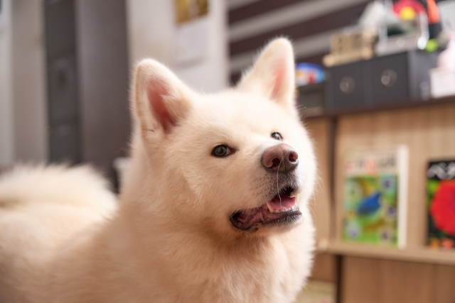 犬のエリザベスカラーをクリアファイルで手作りする方法