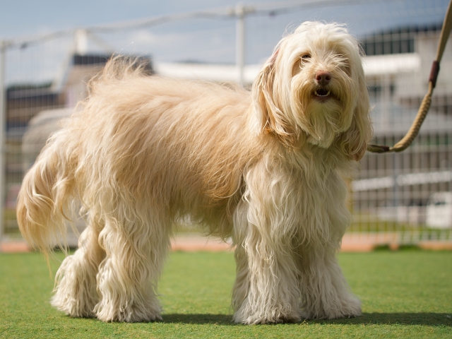 犬用の目薬はどこに売ってるのか、販売店を調査