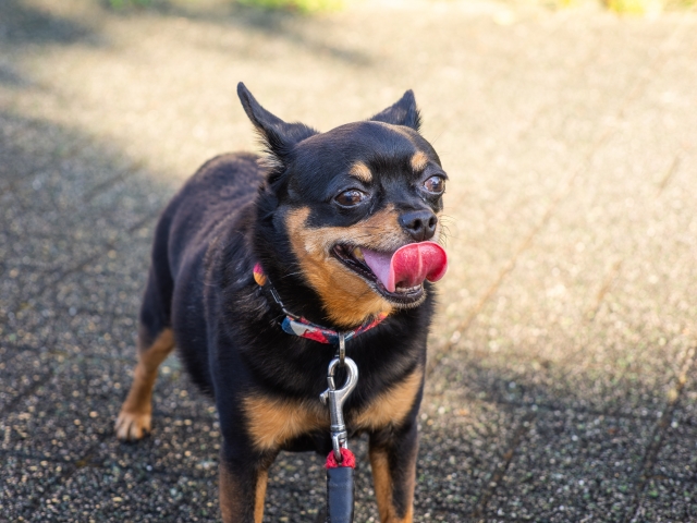 犬の目薬はどこに売ってる？ドラッグストア市販で買える？