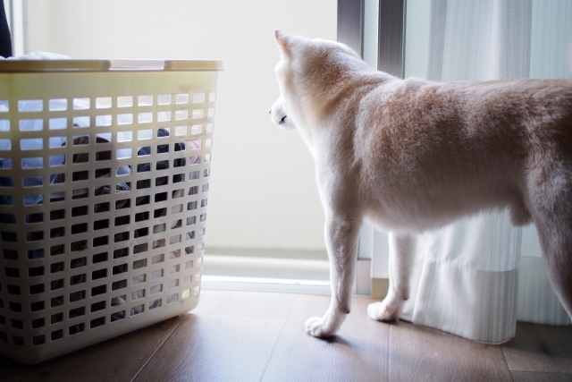 犬の毛がつかない服(猫の毛がつかない服)はワークマンで買える？