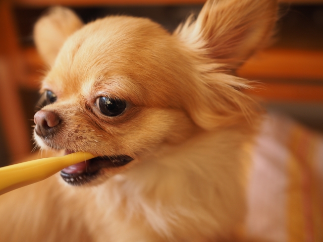 愛犬の歯石がポロッと取れるアヒルでお口ケア！口コミで知る驚きのメリット