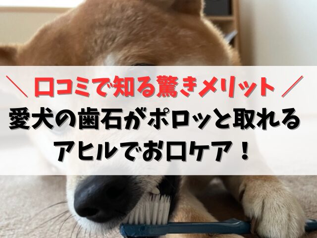 愛犬の歯石がポロッと取れるアヒルでお口ケア！口コミで知る驚きのメリット