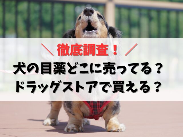 犬の目薬はどこに売ってる？ドラッグストア市販で買える？