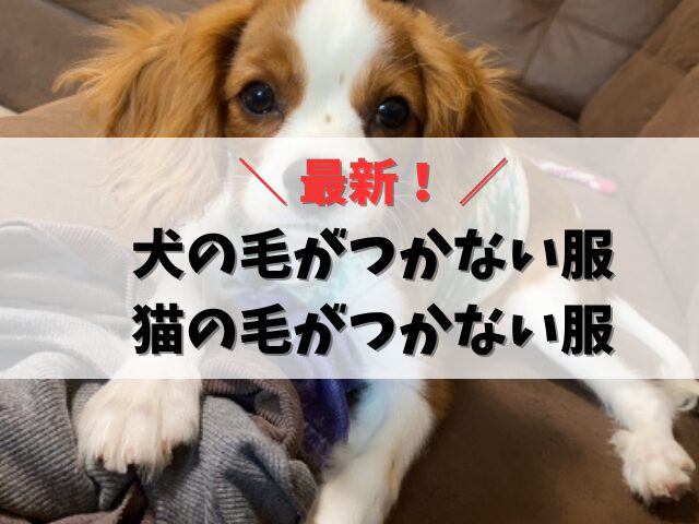 【最新】犬の毛がつかない服(猫の毛がつかない服)はワークマンで買える？