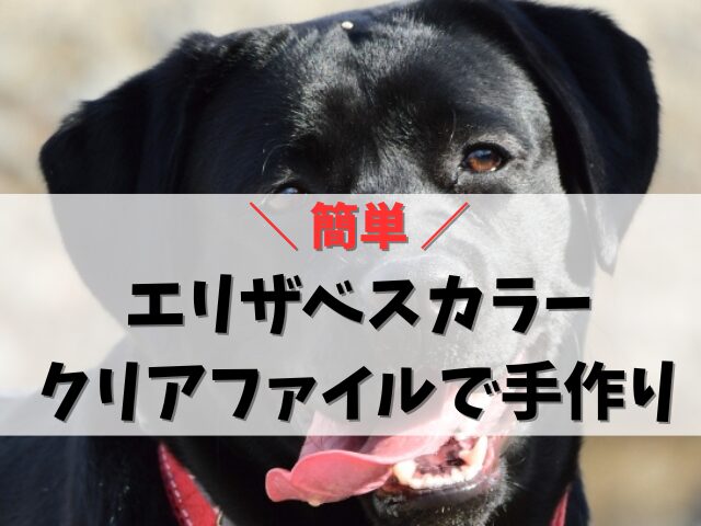 犬のエリザベスカラーを手作り！クリアファイル