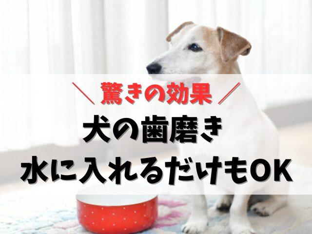 犬の歯磨きは水に入れるだけおすすめ簡単！効果的な商品まとめ