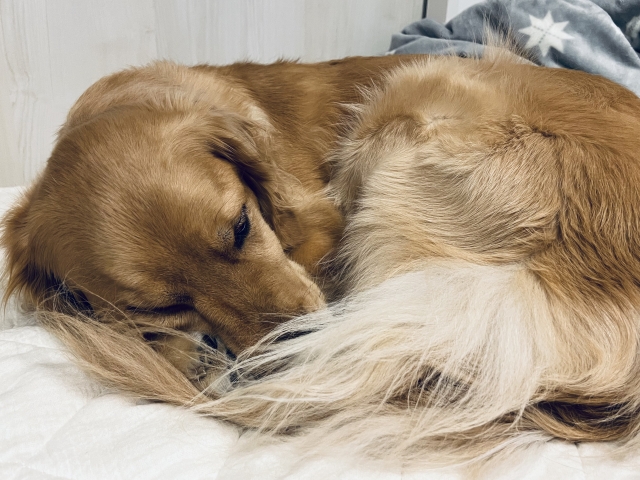 犬用ビオフェルミン　どこで売ってる