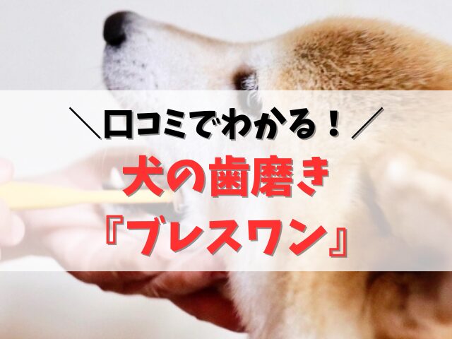 犬の歯磨きブレスワンの口コミ！使い方と購入方法も詳しく紹介